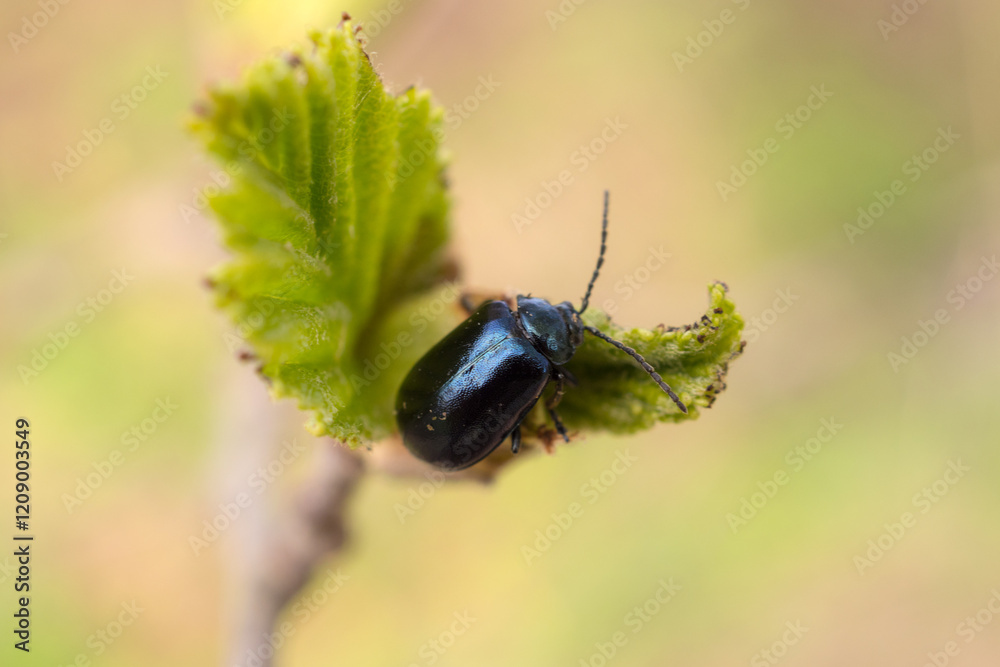 small beetle on alder bud close up small beetle on alder bud close up
