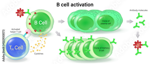 B cell activation vector. Clone of plasma cell and Clone of memory B cell. Human adaptive immune system. Specific immune response.