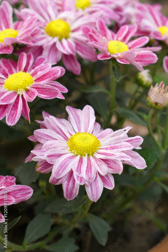 Fresh bright blooming pink chrysanthemum flower closeup shot, Chrysanthemums Flowers blooming in garden, beautiful Chrysanthemums flower, pink flower, Close up pink chrysanthemum, Chakwal, Pakistan Fresh bright blooming pink chrysanthemum flower closeup shot, Chrysanthemums Flowers blooming in garden, beautiful Chrysanthemums flower, pink flower, Close up pink chrysanthemum, Chakwal, Pakistan