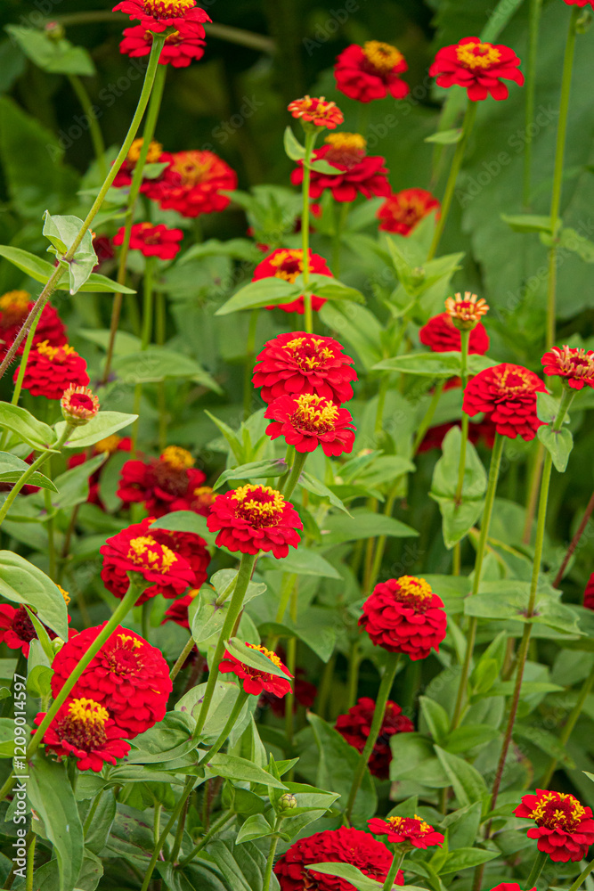 zinnia flowers in the garden zinnia flowers in the garden