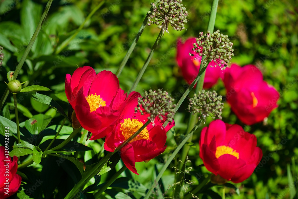 Obraz premium nice peonies in the garden