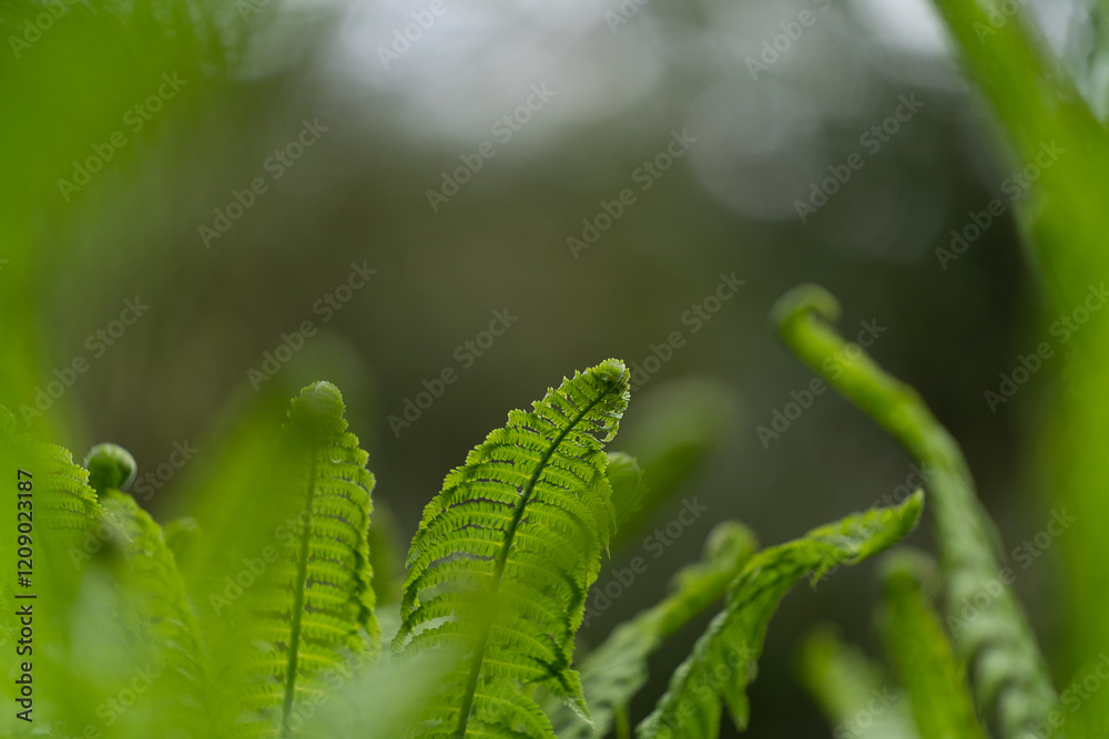 Fresh Green Ferns with a Soft Natural Background Fresh Green Ferns with a Soft Natural Background