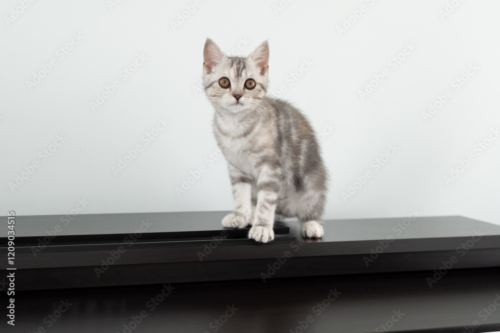 A gray and white tabby kitten looking at something A gray and white tabby kitten looking at something