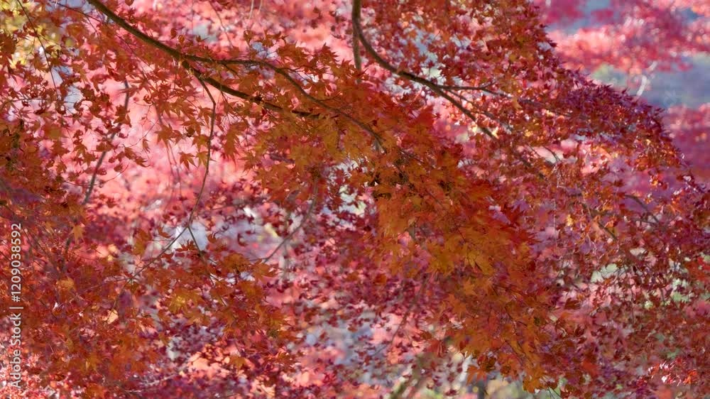 Beautiful red vibrant maple leaves in Japan during fall season Beautiful red vibrant maple leaves in Japan during fall season