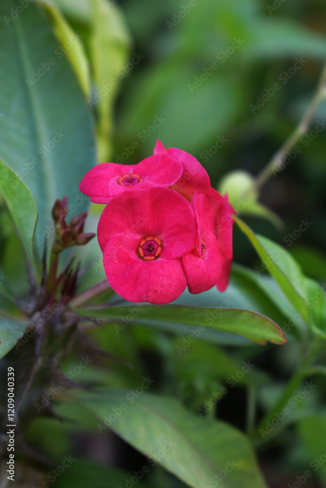 Fototapeta premium Close up of beautiful red Euphorbia milii, the crown of thorns, called Corona de Cristo. Crown of thorn flower. red Euphorbia milii flower in the garden, Blooming Euphorbia milii, bunch flowers shot