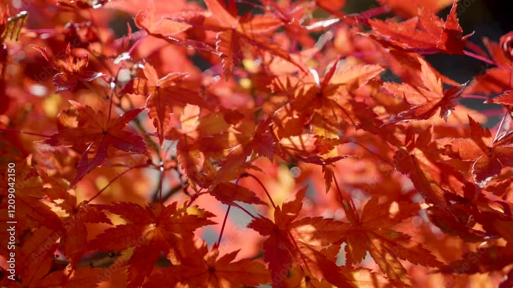 Cinematic macro slider over vibrant red autumn color leafs Cinematic macro slider over vibrant red autumn color leafs