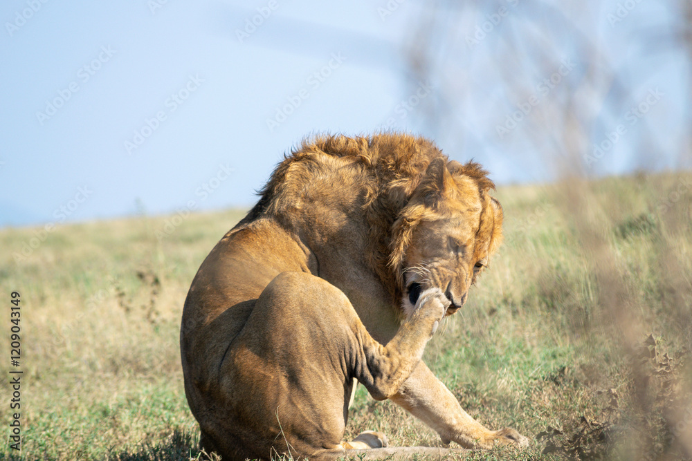 Obraz premium Lions in the Serengeti, Tanzania, Africa