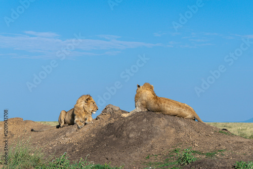 Lions in the Serengeti, Tanzania, Africa photo