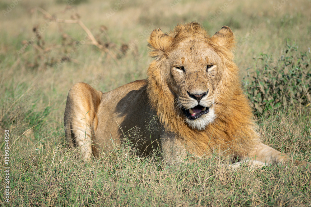 Lions in the Serengeti, Tanzania, Africa Lions in the Serengeti, Tanzania, Africa