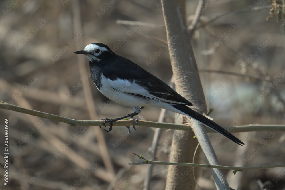 black backed shrike on branch black backed shrike on branch