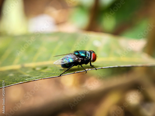 Cochliomyia hominivorax, the New World screw-worm fly, or screw-worm for short, is a species of parasitic fly that is well known for the way in which its larvae (maggots) eat the living tissue.