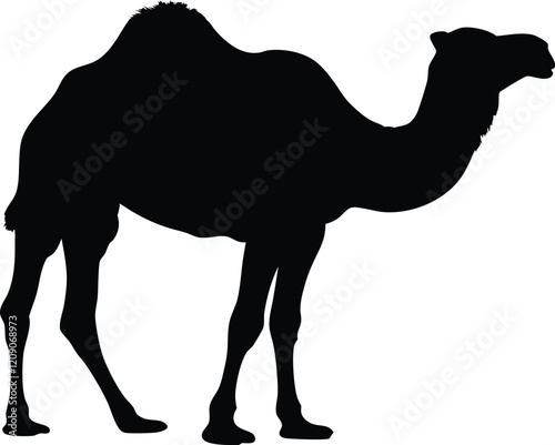 Camel silhouette vector, Black arabian camel silhouette, Camel icon vector illustration