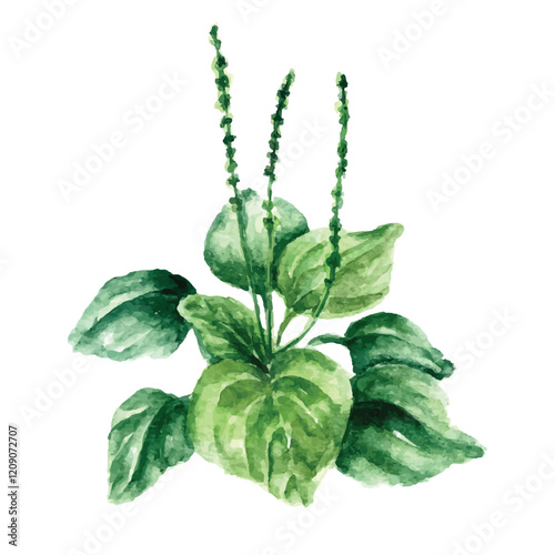 Watercolor plantain herbs vector, Watercolor Herbs Vector Art vector illustration