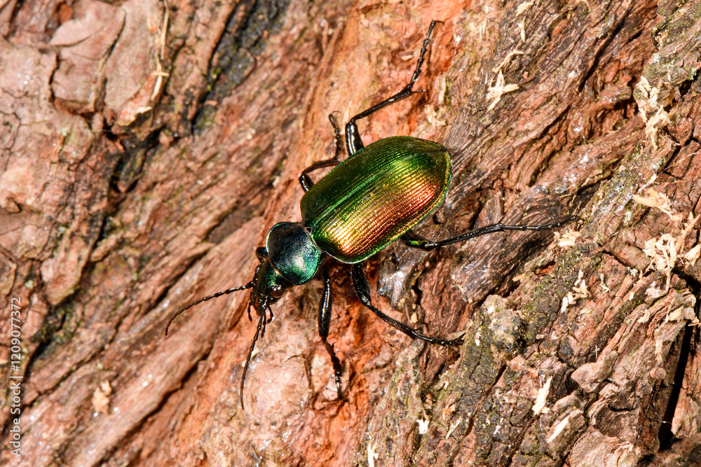 Großer Puppenräuber // Forest caterpillar hunter (Calosoma sycophanta) Großer Puppenräuber // Forest caterpillar hunter (Calosoma sycophanta)