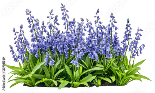 PNG Bluebells flowers bush bluebell blossoms spring.