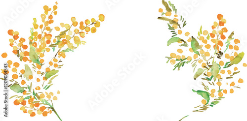 手描きのミモザイラスト。水彩タッチのミモザベクターイラスト。ミモザの春フレーム背景。Hand drawn mimosa illustration. Mimosa vector illustration with watercolor touch. Mimosa spring frame background.