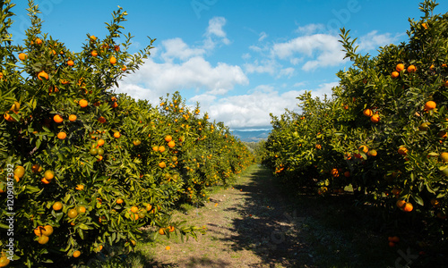 Orange orchard in Greece