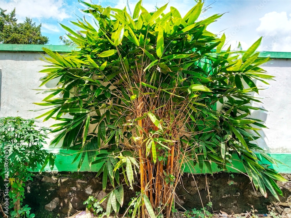Obraz premium Adjacent to the Cnidoscolus aconitifolius, there is a cluster of yellow bamboo plants (Bambusa vulgaris var. striata) that have yellow stems and segments, with a white wall in the background.
