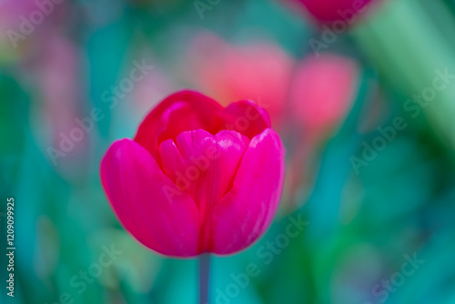 Spring garden. Beautiful tulip flowers on spring nature. Close-up of closely bundled pink tulips. Tulip field. Spring tulip. Red tulips flowers in spring garden. photo