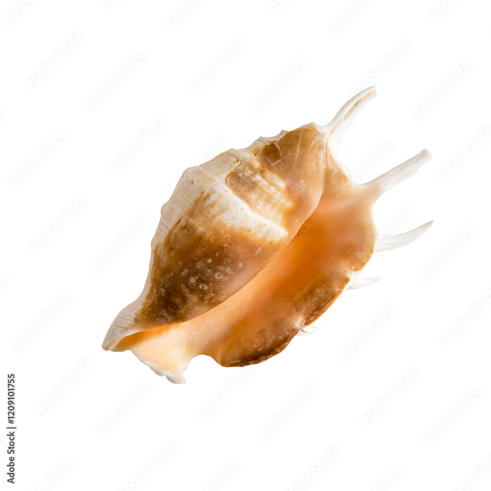 Large sea shell on a white isolated background Large sea shell on a white isolated background