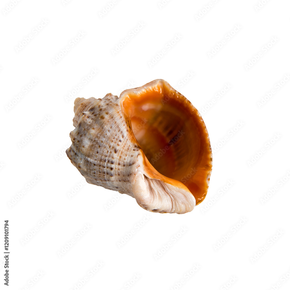 Large sea shell on a white isolated background Large sea shell on a white isolated background