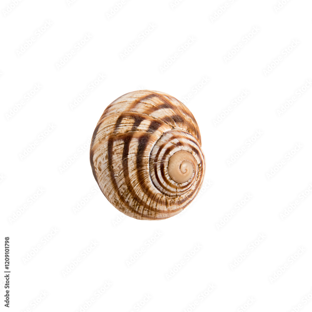 Beautiful marine clam shell on a white isolated background Beautiful marine clam shell on a white isolated background