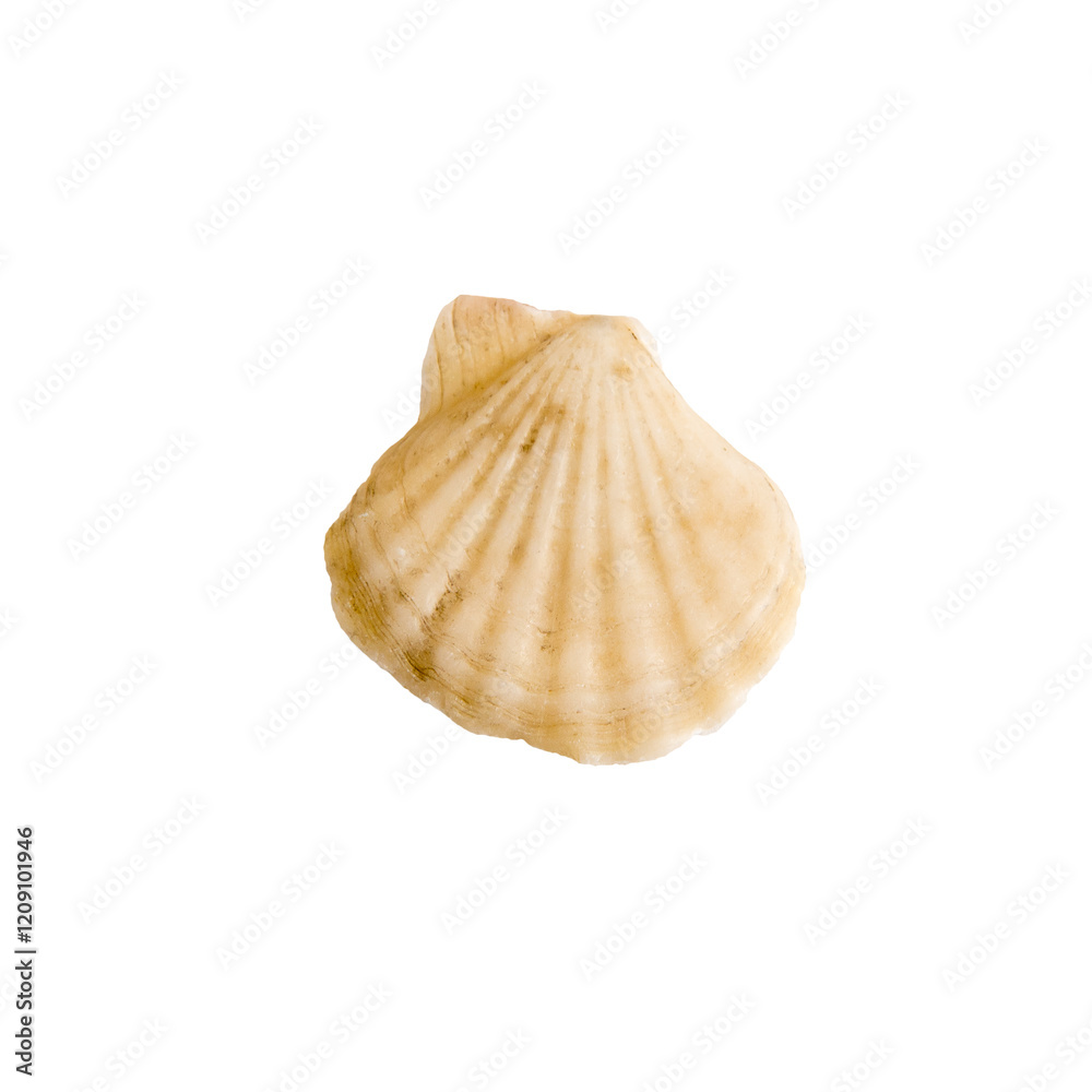 A clam shell on a white isolated background A clam shell on a white isolated background
