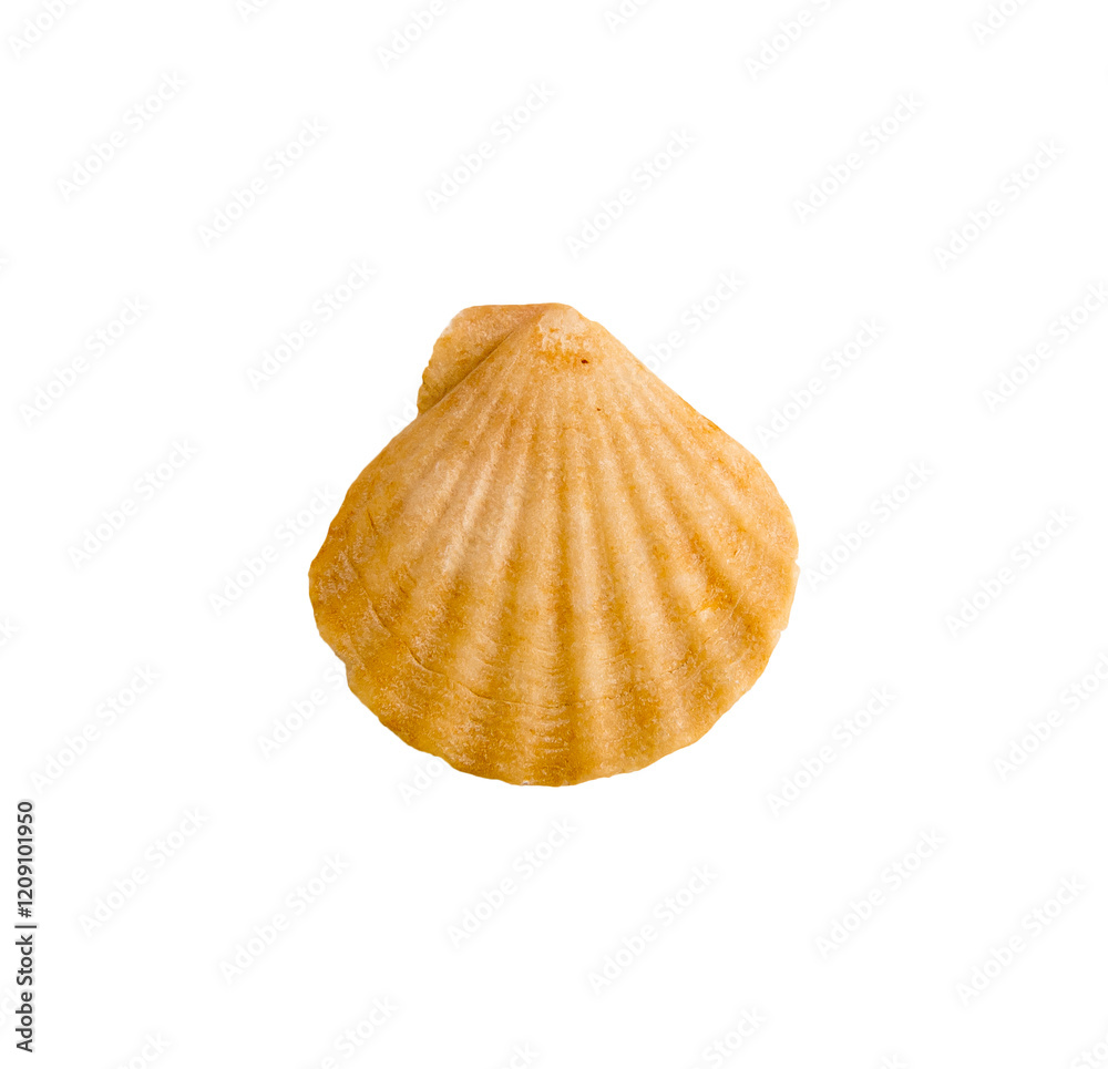 A clam shell on a white isolated background A clam shell on a white isolated background