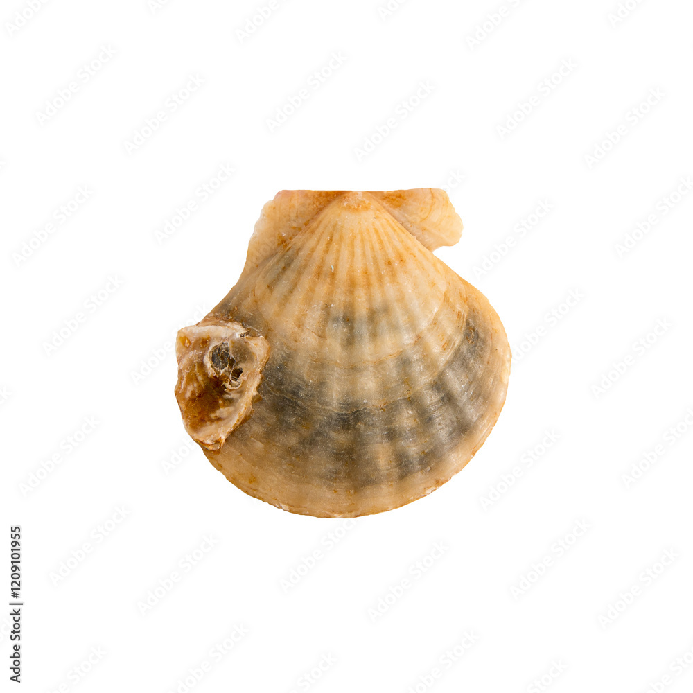 A clam shell on a white isolated background A clam shell on a white isolated background