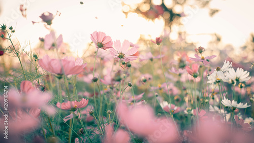 Cosmos flower blossom in garden