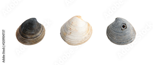 set of clam shells on a transparent background