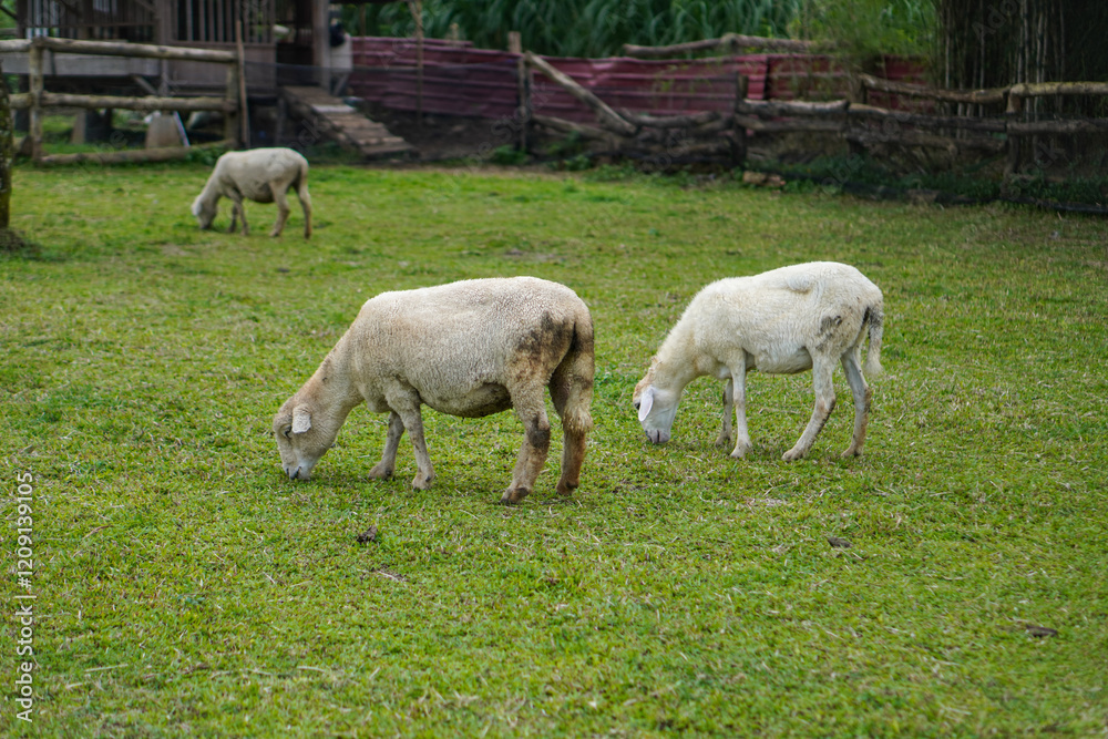 The beauty of Menggala Ranch in Banyumas Regency, Central Java, indonesia. It was taken on January 21, 2025 by a professional. It's a wonderful ranch with a nice view The beauty of Menggala Ranch in Banyumas Regency, Central Java, indonesia. It was taken on January 21, 2025 by a professional. It's a wonderful ranch with a nice view