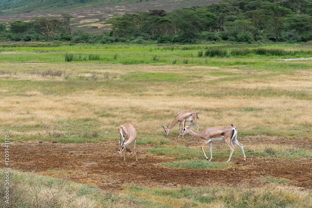 Thomson's gazelle is a species of bovid mammal belonging to the genus Eudorcas. It is one of the most agile and elegant antelopes. Thomson's gazelle is a species of bovid mammal belonging to the genus Eudorcas. It is one of the most agile and elegant antelopes.