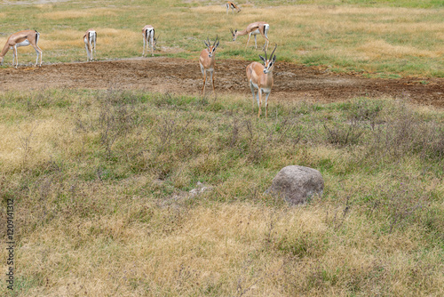 Thomson's gazelle is a species of bovid mammal belonging to the genus Eudorcas. It is one of the most agile and elegant antelopes. photo