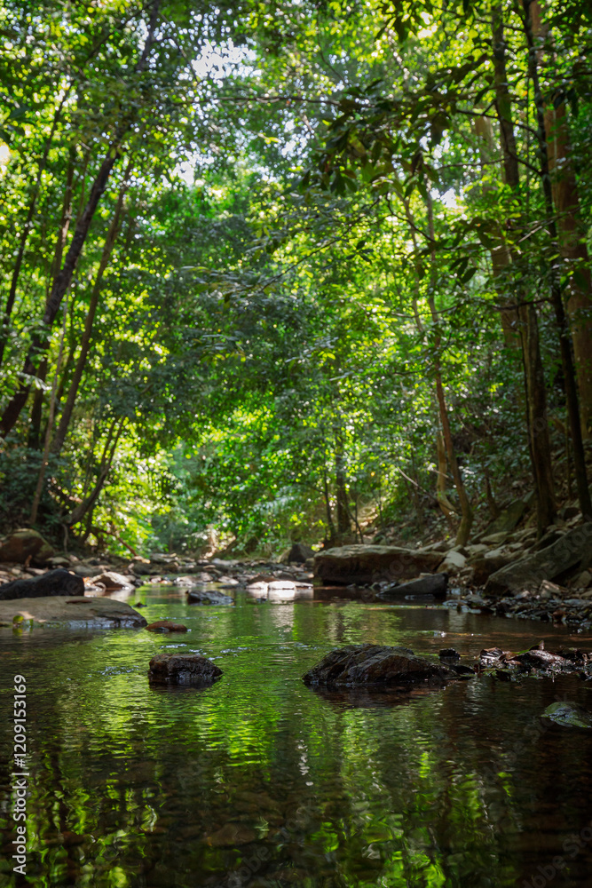 Small stream in a lush and verdant rainforest along the nature trail at Khlong Chak in Koh Lanta, Thailand, on a sunny day. Shallow depth of field, focus on the foreground. Small stream in a lush and verdant rainforest along the nature trail at Khlong Chak in Koh Lanta, Thailand, on a sunny day. Shallow depth of field, focus on the foreground.
