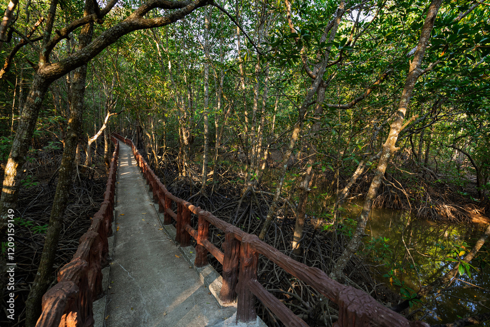 Fototapeta premium Krabi Urban Forest Walkway - elevated footpath in the mangrove forest in Krabi Town, Thailand on a sunny day.