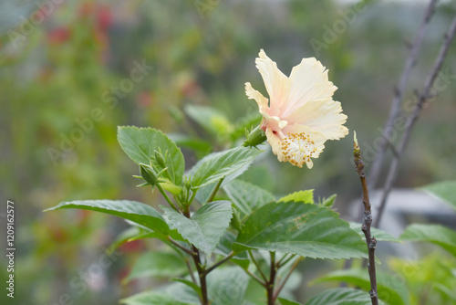 Beautiful flower of Shoeblack on plant, flower, pink Shoe black plant flower, shoe black plant flowers bloom among its dense leaves, Beautiful big white flower closeup, Chakwal, Punjab, Pakistan photo