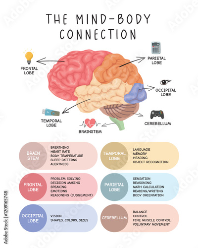 The Mind-Body Connection - Illustrated Brain Anatomy Chart. Educational poster illustrating brain regions and their functions, perfect for schools, medical offices, and learning environments