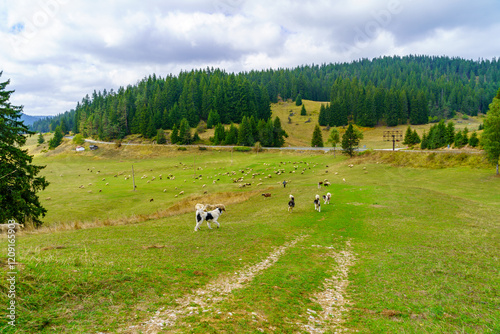 Obraz na płótnie Landscape and herd in the Rhodope Mountains w salonie