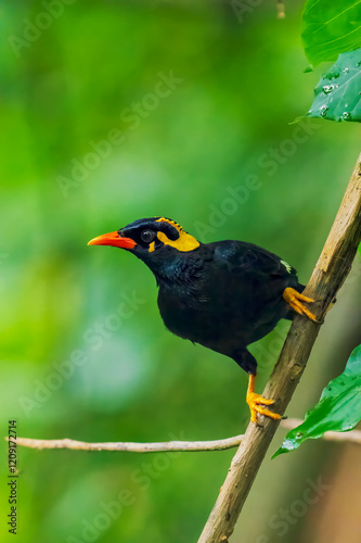 Close up shot of Common Hill Myna setting in on a tree branch with clear background. Close up shot of Hill Myna...