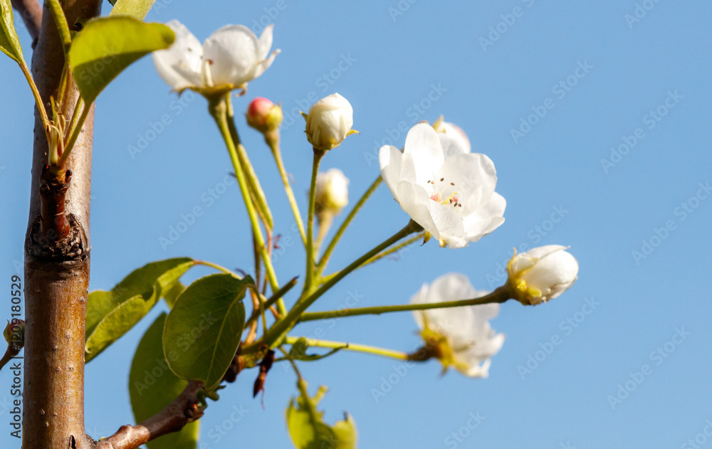 A tree with white flowers blooming in the sun A tree with white flowers blooming in the sun