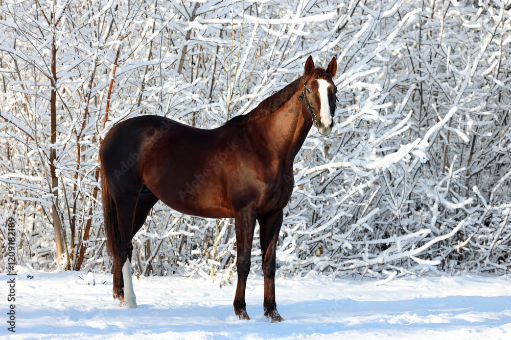 Dressage horse in winter park with strong snow storm, snowflakes covered animal. Dressage horse in winter park with strong snow storm, snowflakes covered animal.
