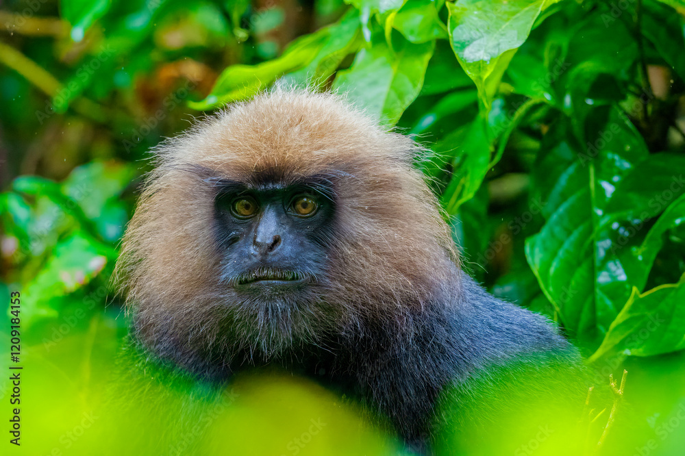 Close-Up of Nilgiri Langur in Trees: A Glimpse of Wildlife in the Forests of South India. Nilgiri Langur setting in trees during the raining season in Kerala Forest.