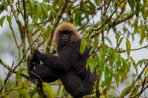 Close-Up of Nilgiri Langur in Trees: A Glimpse of Wildlife in the Forests of South India. Nilgiri Langur setting in trees during the raining season in Kerala Forest.