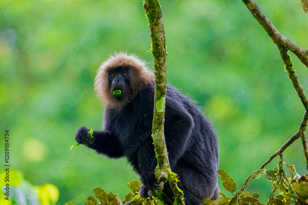 Fototapeta premium Close-Up of Nilgiri Langur in Trees: A Glimpse of Wildlife in the Forests of South India. Nilgiri Langur setting in trees during the raining season in Kerala Forest.