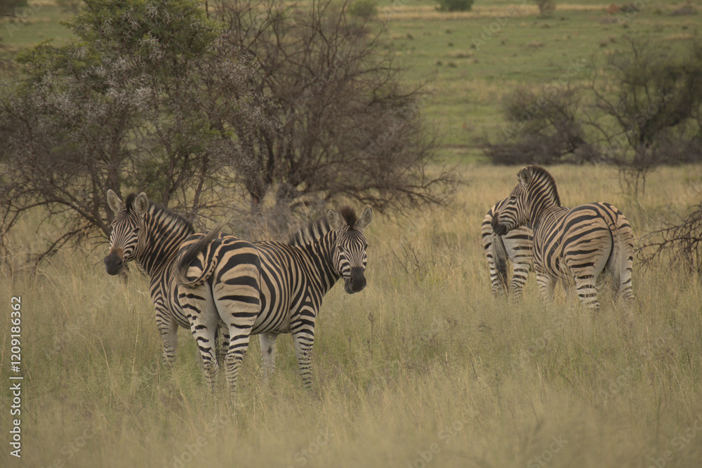 Obraz premium Zebras in the bush field
