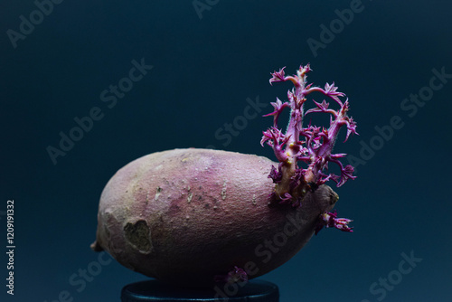 Sweet potato growing beautiful leaves and stems. Heart shape on potato. 