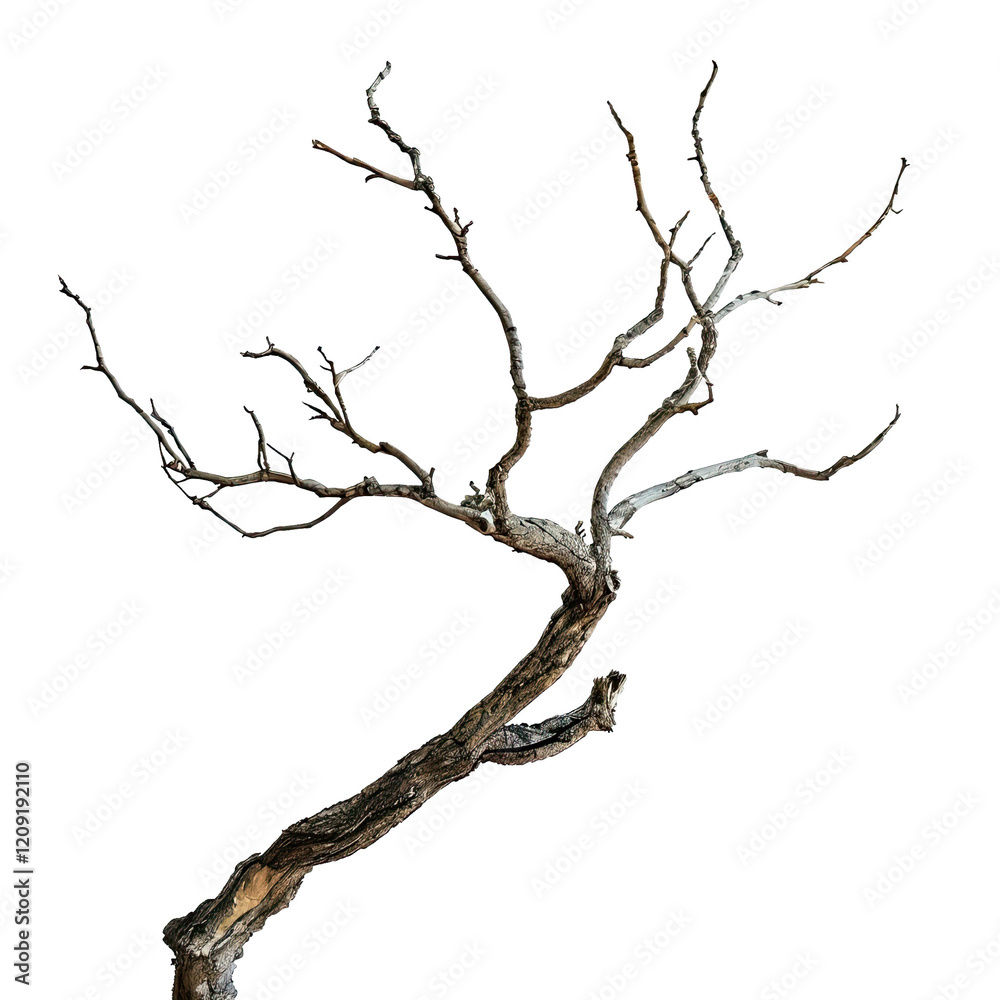 old dry branch in PNG format. branch without leaves on a transparent background old dry branch in PNG format. branch without leaves on a transparent background