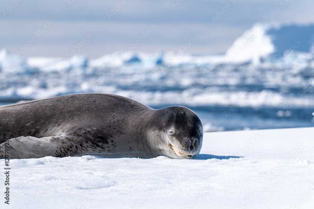 Obraz premium Leopard seal pup in Antarctica.
