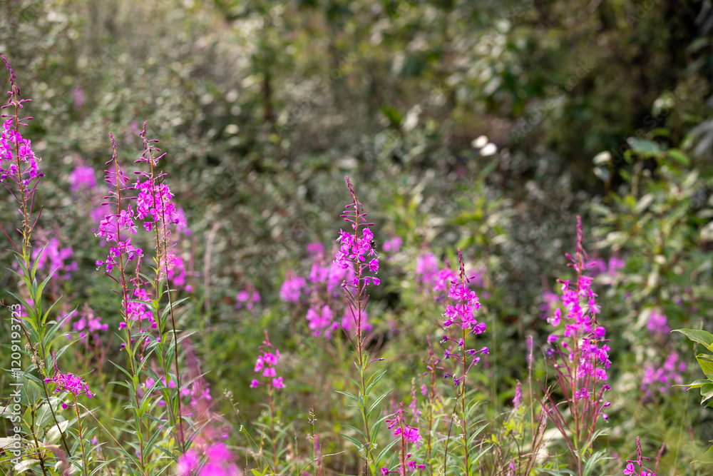 Field of fireweed flowers blooming amidst vibrant greenery Field of fireweed flowers blooming amidst vibrant greenery